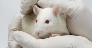 Al contrario del virus SARS-COV-2 original, la variante de Manaos puede infectar ratones