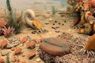 Los trilobites respiraban por las patas, con estructuras como branquias colgando de sus muslos