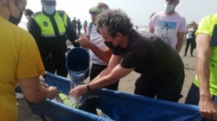 Rescatan un delfín varado en la playa de la Misericordia, en Málaga capital