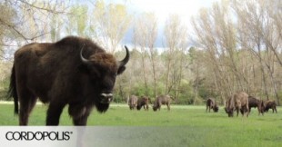 El bisonte, listo para regresar a Córdoba 10.000 años después