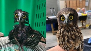 "Por esto los búhos no vuelan cuando llueve": las fotos virales de un ave rescatada tras ser lavada