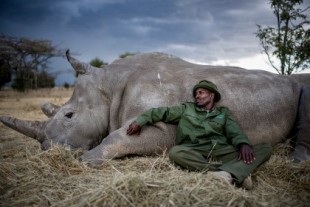 El inquebrantable vínculo entre los últimos rinocerontes blancos y sus guardianes