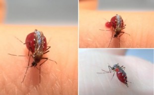 Video: Sorprendente estos Mosquitos beben sangre hasta Explotar