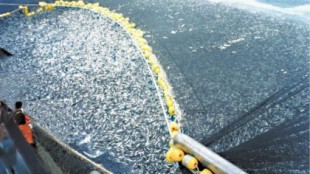 La pesca industrial es más peligrosa para los océanos que los plásticos y los derrames de petróleo