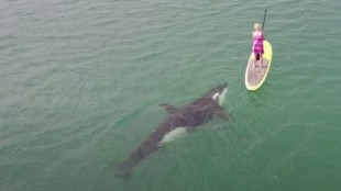 Una pareja de orcas se pone a jugar con una surfista