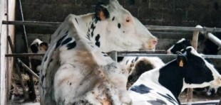 La ONG Equalia denuncia a siete ganaderías de leche en Asturias por maltrato animal