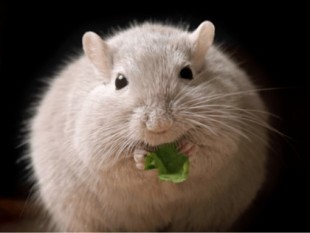 Un fármaco ya en uso en humanos corrige la obesidad en ratones sin efectos secundarios