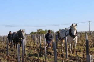 Burdeos: el regreso demoledor del arado tirado por caballos en los viñedos (francés)