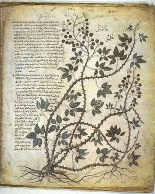 Botánica en la antigua Roma