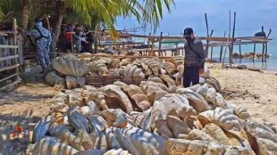 Autoridades filipinas incautan 200 toneladas de moluscos gigantes en peligro de extinción