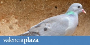 Ornitólogos valencianos alertan de que cinco especies de aves cinegéticas están en riesgo de desaparición