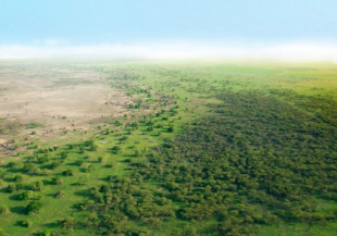Florece la Gran Muralla Verde de África y hay que celebrarlo