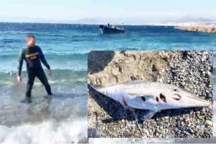 El misterio de los delfines muertos en Ceuta: ¿qué causa esta masacre?
