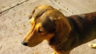 Justicia para Rodolfo: la muerte de un perro a machetazos que ha desatado una ola de indignación ciudadana