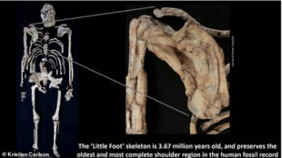 El análisis del hombro del australopiteco 'Little Foot' muestra que aún se aferraba a los árboles aunque fuera bípedo
