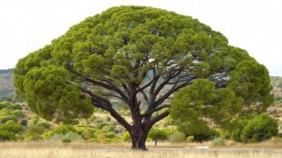 Diez árboles singulares que enriquecen nuestro patrimonio natural