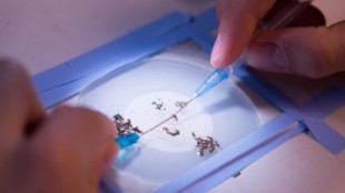 Oxford asegura tener la primera vacuna contra la malaria efectiva más de un 75%, el objetivo fijado por la OMS