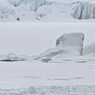 Grolar, el oso híbrido que se propaga por el Ártico gracias al cambio climático