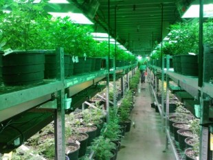 El gigante del cannabis en EEUU entra en España con la compra de una empresa con licencia para cultivar