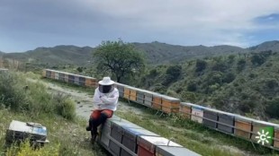 Más de 24 millones de abejas muertas en Almería