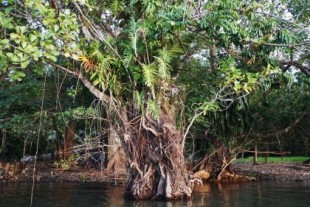 Lecciones de la naturaleza de 2020