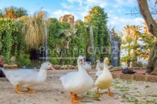 Echan a siete patos de un parque de Cádiz por pelearse con otros patos y perros