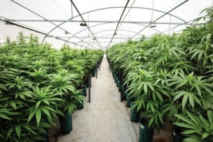 Revolución industrial: el cannabis crece como negocio en la Argentina