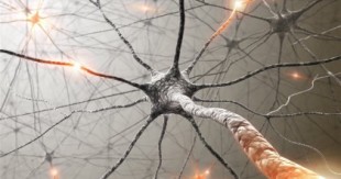 ¿Qué hace tan especiales a las neuronas humanas?