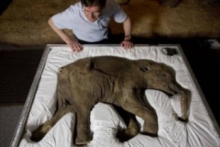 El mamut bebé que se mantuvo casi intacto