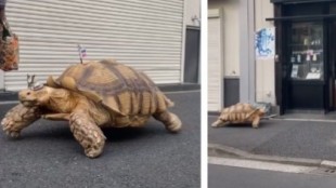 La tortuga gigante que pasea por las calles de Tokio y que anima a los clientes de una funeraria