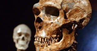 El almidón fue clave para el desarrollo del cerebro de humanos y neandertales