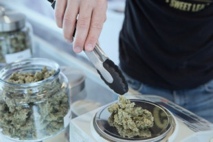 La legalización del cannabis es clave para la recuperación económica