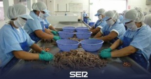 Las conserveras avisan de que 'peligra' la supervivencia de la anchoa en Cantabria