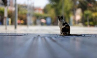 Refugio libera 1,000 gatos salvajes en las calles de Chicago para combatir la crisis de las ratas [Inglés]