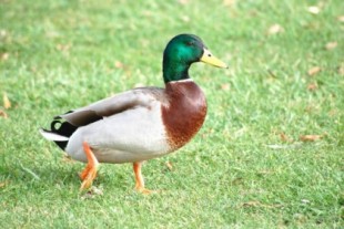 La curva de pato ya está aquí: la solar provoca la rebaja de precios en horas cercanas al mediodía los fines de semana