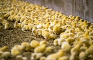 Alemania prohibirá la matanza de pollitos machos