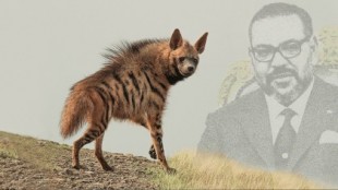 Mohamed VI y la sonrisa de la hiena rayada