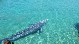 La ballena Wally, a punto de ser sacrificada para evitar su sufrimiento