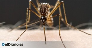 Estamos a punto de saber por qué los mosquitos pican a unas personas y a otras no