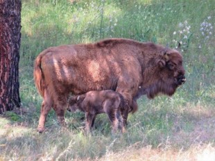 El primer ternero de bisonte europeo nacido en Andalucía corretea por Jaén