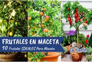10 frutales que puedes cultivar fácilmente en maceta
