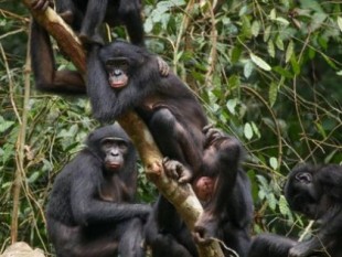 ‘Flora’, la bonoba que se enfrentó a un leopardo para impresionar a la ‘jefa’
