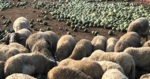 Toneladas de sandías «tiradas» por su bajo precio se convierten en alimento para ovejas
