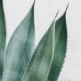 Aloe Vera verdades y mentiras de una planta mágica