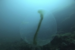El misterioso rastro de las 'esferas vivas' avistadas en aguas de Mallorca