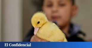 Una moda de TikTok arrasa las tiendas de animales: "No hay patos para tanta gente"
