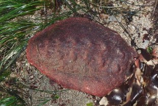 Este extraño molusco tiene dientes hechos de un raro mineral de hierro capaz de masticar rocas