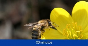 Desvelan el misterio de unas abejas que hacen miel de diversos colores: cambian el néctar de las flores por M&M's