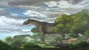 Descubren el fósil de un rinoceronte gigante de cinco metros de altura y 24 toneladas