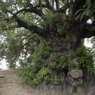 Historia del ombú, el árbol de Sevilla vinculado a Colón